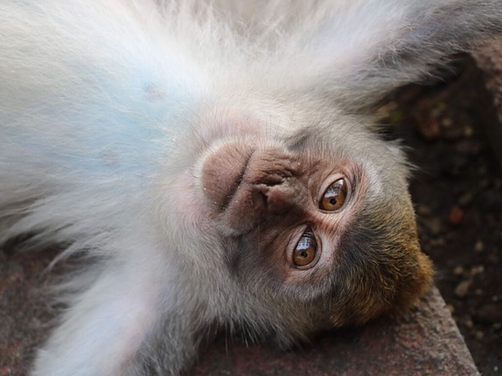 Harikalar Diyarı Bali - Ubud Turu Rotası V3 - THY ile 6 Gece