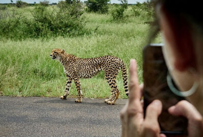 Dolu Dolu Güney Afrika Safari Turu Rotası THY ile 6 Gece - Tüm Turlar Dahil