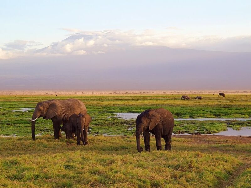 Elegant Kenya Büyük Göç Turu - THY ile 6 Gece - Ekstra Turlar Dahil
