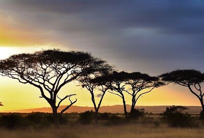 Elegant Kenya Büyük Göç Turu - THY ile 6 Gece - Ekstra Turlar Dahil