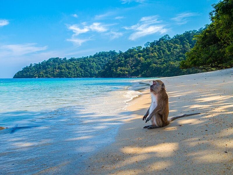 Elegant Bangkok & Pattaya & Phuket Turu - THY ile 6 Gece - Ekstra Turlar Dahil (BKK-HKT)