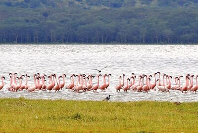 Elegant Kenya Büyük Göç Turu - THY ile 6 Gece - Ekstra Turlar Dahil
